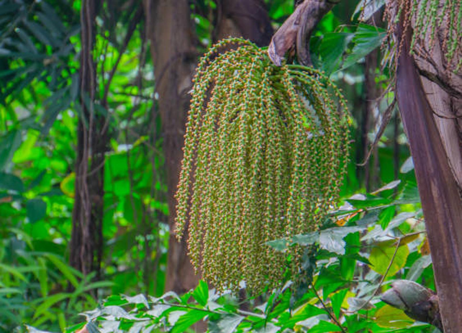 Photo for Online brainstorming on oil and sap yielding palms